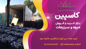 خرید عمده سیر ایران با بالاترین حاشیه سود-min